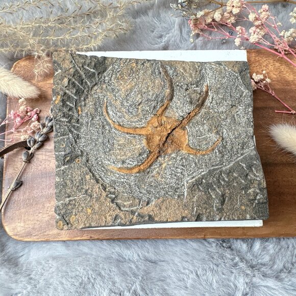 Beautiful Starfish Fossil in Matrix - Picture 2 of 5